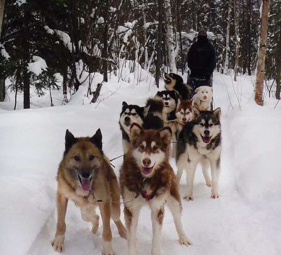 Alaskan Malamute Abenteuer in Alaska © firewalkerkennel